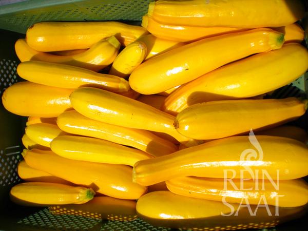 Eine Kiste gefüllt mit Reinsaat | Zucchini 'Gold Rush', gestapelt vor einem perforierten grünen Hintergrund, mit dem Reinsaat-Logo in der Ecke.