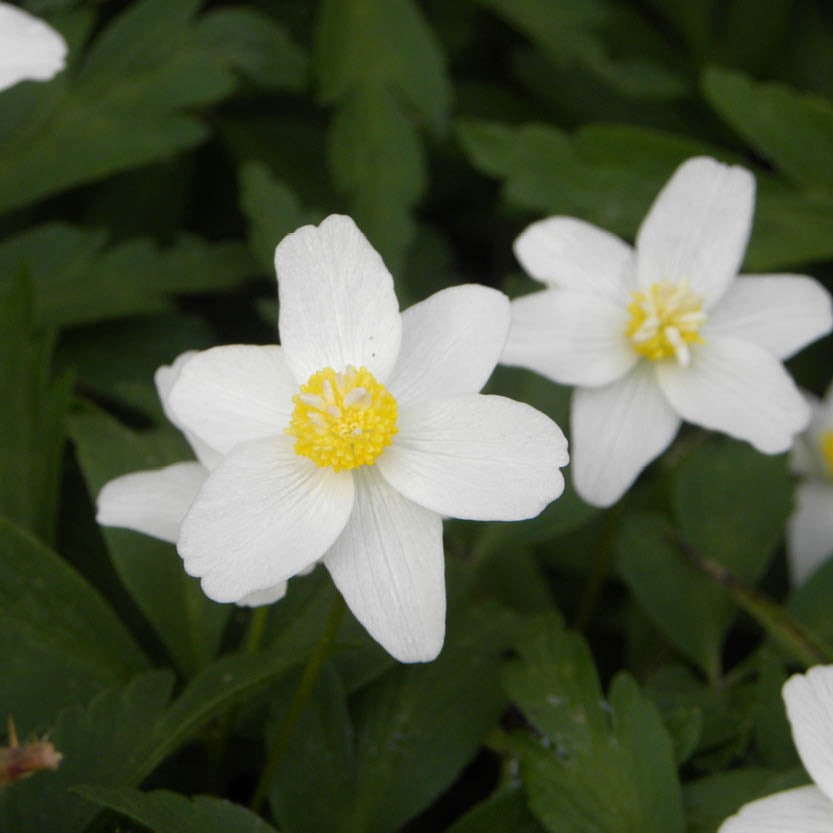 Nahaufnahme einer Anemone nemorosa – Buschwindröschen von Weijers mit fünf weißen Blütenblättern und einer gelben Mitte, umgeben von grünen Blättern und weiteren Frühlingsblumen im Hintergrund.