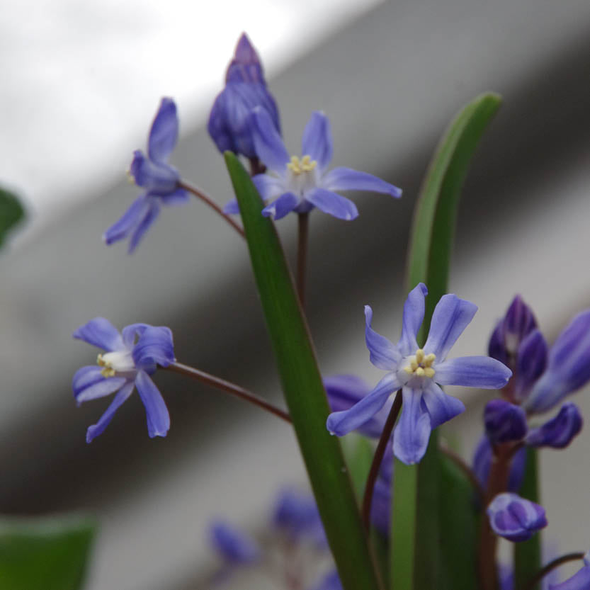Nahaufnahme der reichblühenden blauen, sternförmigen Blüten der Chionodoxa sardensis (Sardischer Schneeglanz) von Weijers, mit schlanken grünen Blättern vor einem unscharfen grau-weißen Hintergrund.