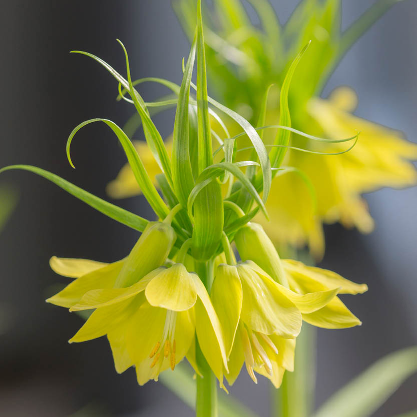 Eine Nahaufnahme von zwei Fritillaria ‚Early Passion‘ – Gelbe Kaiserkrone von Weijers – mit leuchtend gelben, herabhängenden Blütenblättern und hohen grünen Blättern vor einem sanft unscharfen Hintergrund bringt diese frühblühende Schönheit besonders gut zur Geltung.