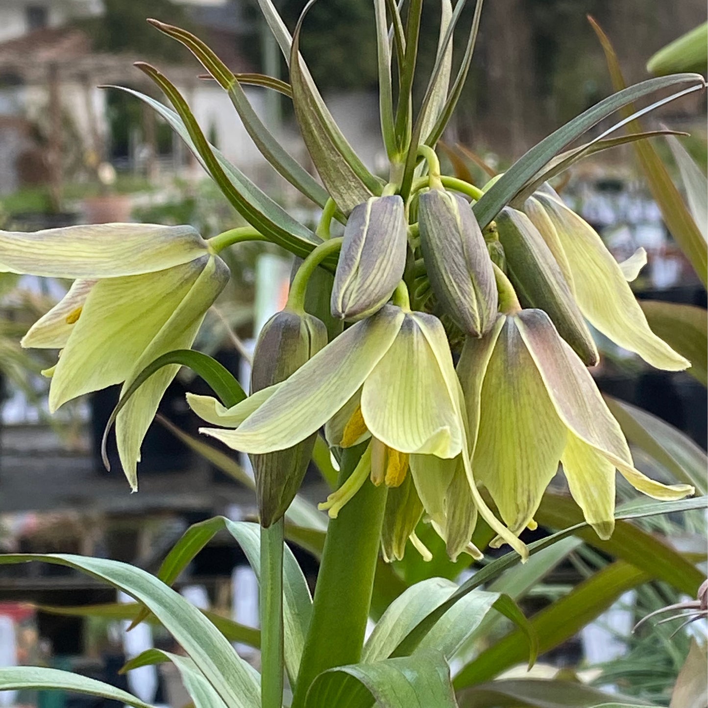 Fritillaria raddeana – „Zwerg Kaiserkrone“ von Weijers zeichnet sich durch blassgelbgrüne, glockenförmige Blüten mit spitzen Blütenblättern an kräftigen Stielen aus, die im April und Mai im Freiland zwischen schlanken Blättern und unauffälligen Pflanzen blühen.