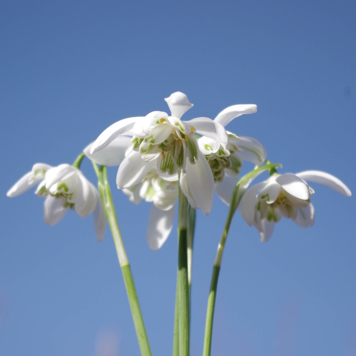 Nahaufnahme mehrerer Galanthus nivalis ‚Flore Pleno‘ (Gefülltes Schneeglöckchen) von Weijers, deren grüne Stiele sich vor einem strahlend blauen Himmel abheben. Ihre zarten, gefüllten Blütenblätter setzen einen anmutigen Akzent und eignen sich ideal, um schattige Gärten zu verschönern.