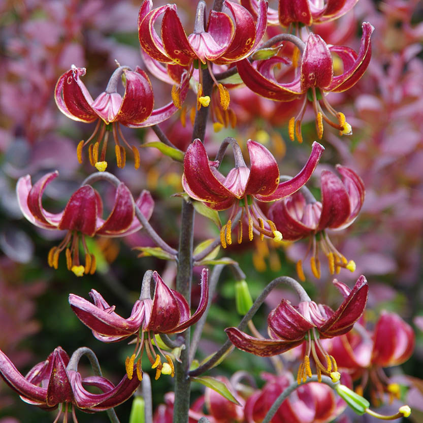 Die Lilium martagon 'Claude Shride' Türkenbund-Hybride von Verberghe zeigt zahlreiche insektenfreundliche, dunkelrote Blüten mit gebogenen Blütenblättern und gelben Staubgefäßen an hohen Stielen vor einem unscharfen Hintergrund.
