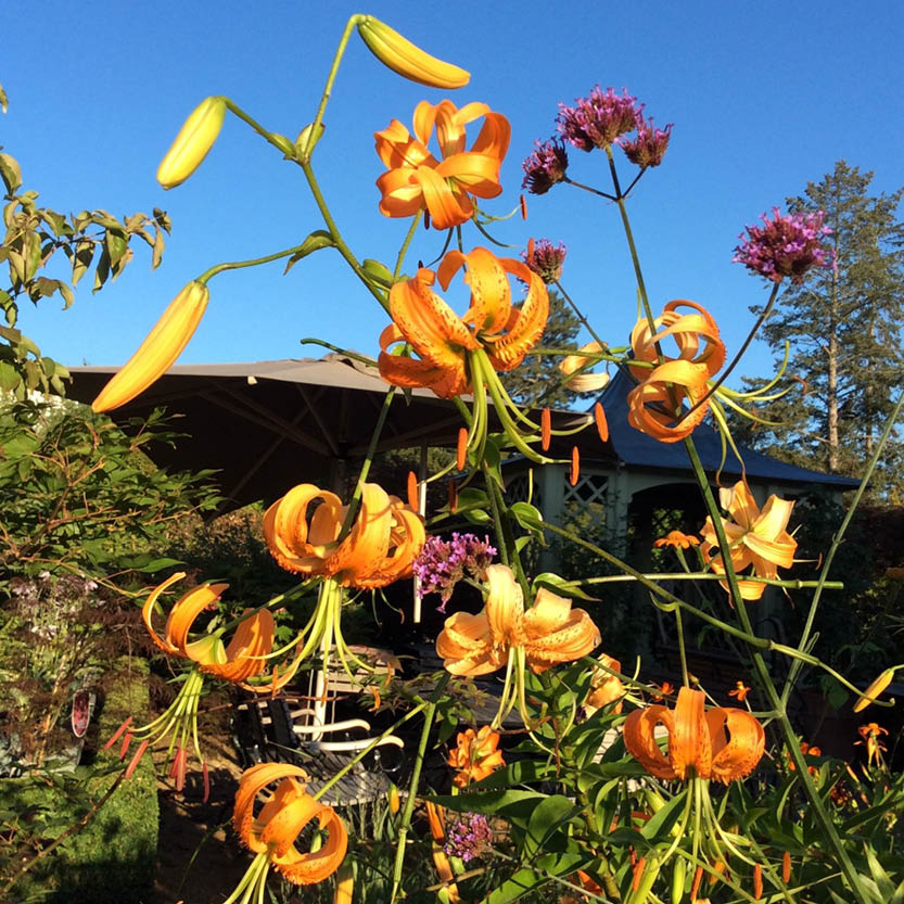 Leuchtend orangefarbene Lilium henryi (Henrys Lilie, Weijers) mit gewellten Blütenblättern und hoher Krankheitsresistenz blühen inmitten von grünem Laub und violetten Blüten in einem sonnendurchfluteten Garten, im Hintergrund sind ein Haus, ein Sonnenschirm und ein blauer Himmel zu sehen.