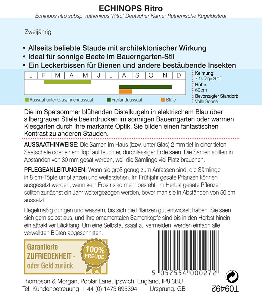 Ruthenische Kugeldistel - Königliche Gartenakademie