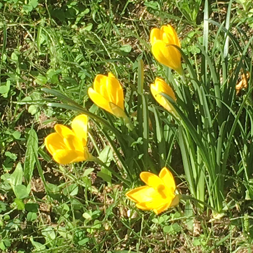 Die Sternbergia lutea – Herbst-Goldbecher von Weijers – trägt goldgelbe, krokusähnliche Blüten, die im Sonnenlicht strahlen und als insektenfreundliche Pflanze den Garten zum Leben erwecken.