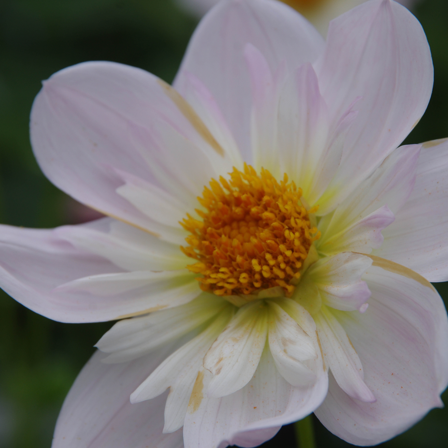 Eine Nahaufnahme der Dahlie 'Teesbroke Audrey' Halskrausen Dahlie von Weijers zeigt blassrosa Blütenblätter mit einer leuchtend gelb-orangenen Mitte - zart, leicht gewölbt und geädert - ein echter Bienenmagnet vor zartgrünem Laub.