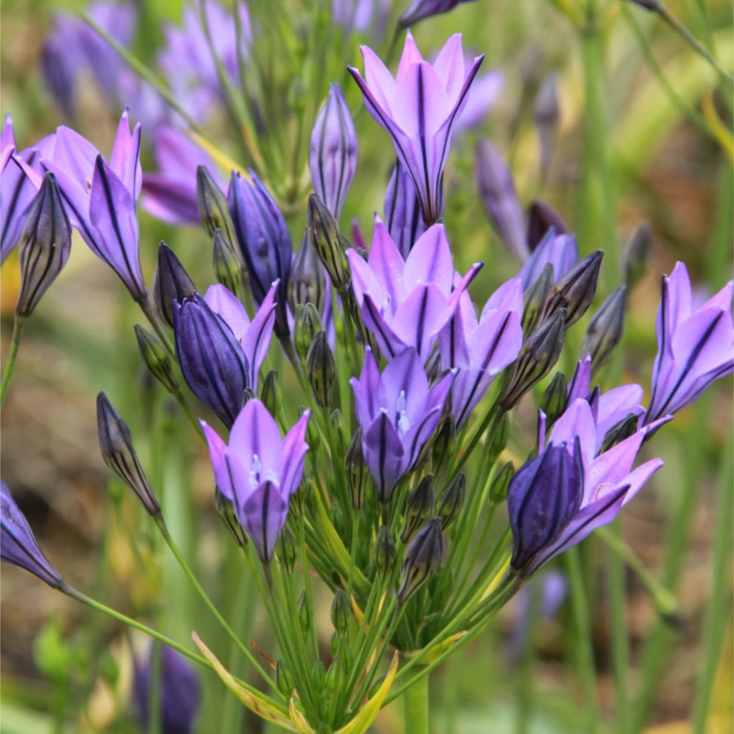 Eine Gruppe sternförmiger, violettblauer Triteleia laxa ‚Königin Fabiola‘ von der Königlichen Gartenakademie mit schlanken grünen Stielen – ideal als Schnittblume oder um Ihrem Staudenbeet den Charme königsblauer Blüten zu verleihen.
