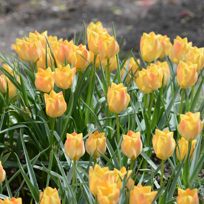Eine Gruppe von Tulipa batalinii ‚Bright Gem‘ (Zwerg-Wildtulpe) von Weijers blüht in einem Beet und zeigt gelbe und orangefarbene Töne inmitten grüner Blätter, während im Hintergrund der Boden zu sehen ist.