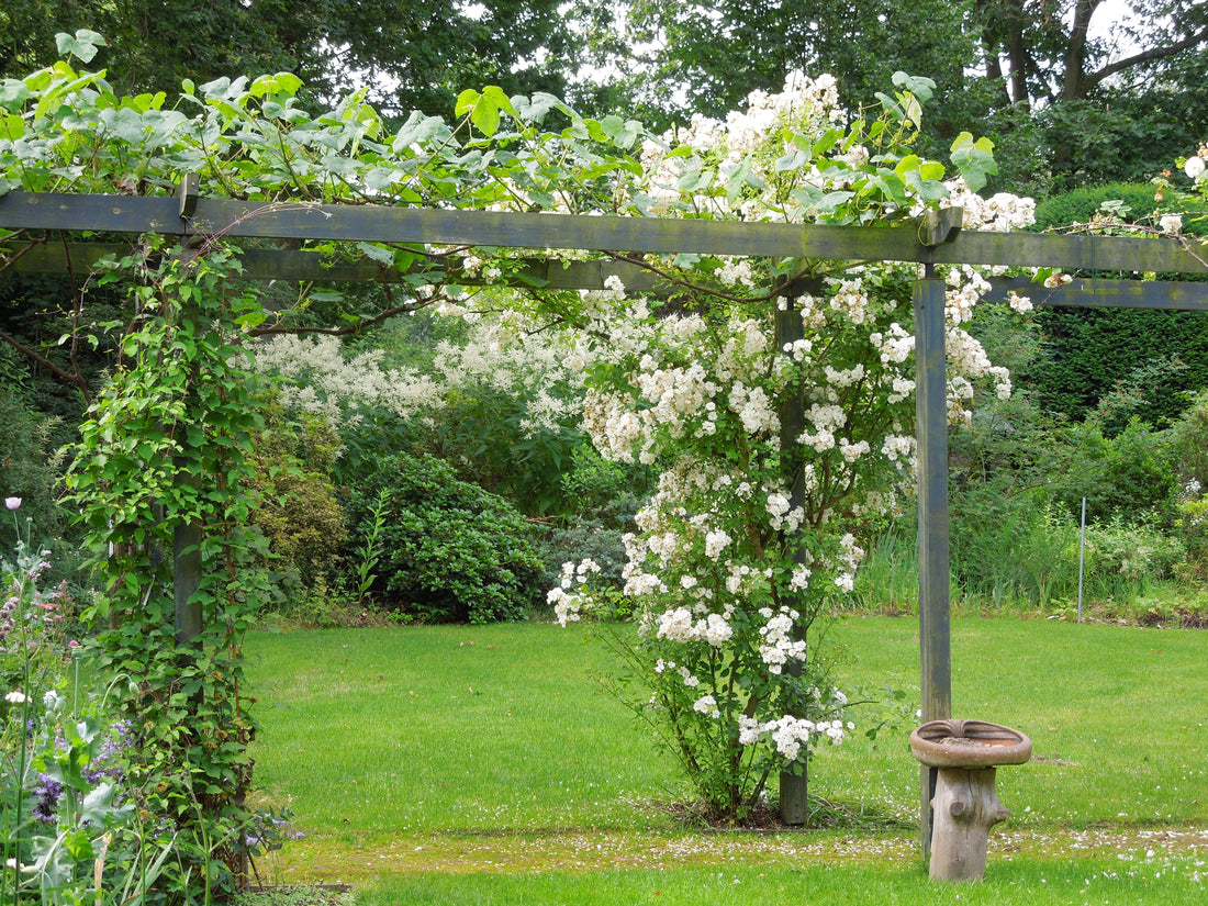 Kletter- und Ramblerrosen