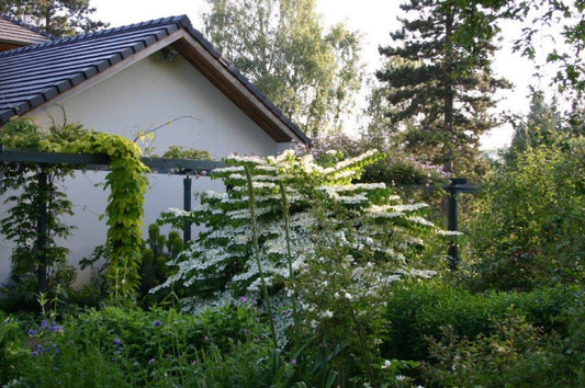 Viburnum: ein Muss für jeden Garten, für jede Jahreszeit