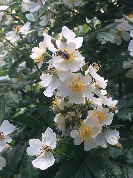 Rosensaison