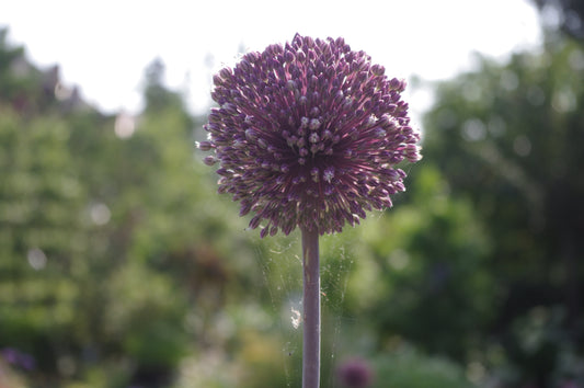 Allium 'Summer Drummer'