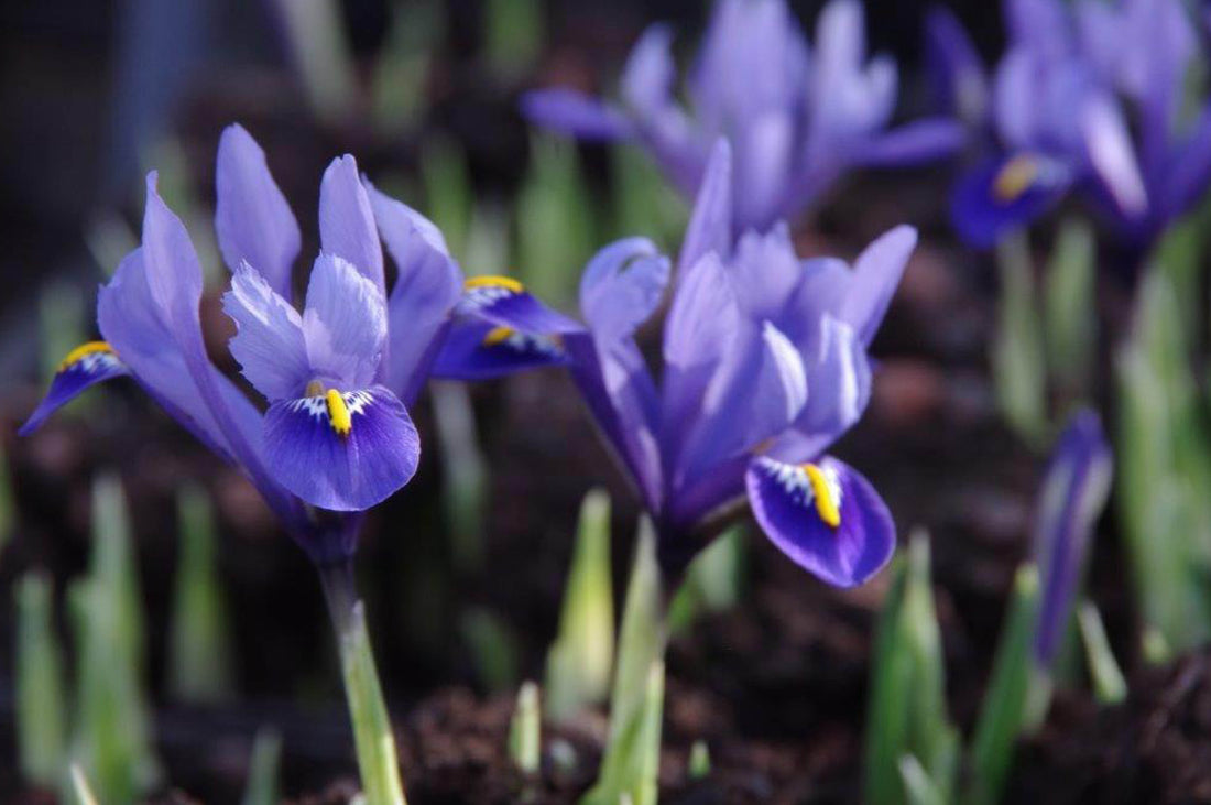 Iris