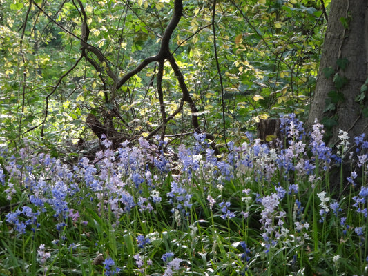 Der Laubwald – unser Thema für den frühen Frühling