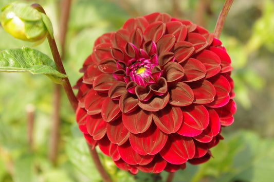 Dahlien – Alles, was Sie über die tolle Knolle wissen müssen!