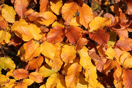 Herbstfarbe