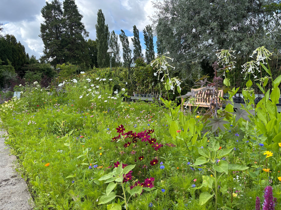 Einjährige Blumenwiesen und Gründünger