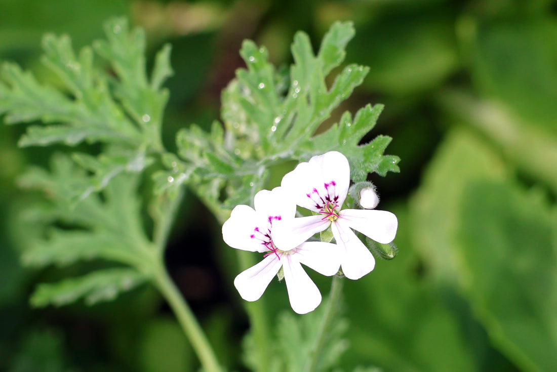 Duftpelargonien