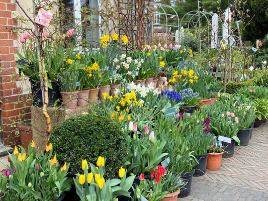 Spezies Tulpen, attraktives Laub und besonders elegante Knospen