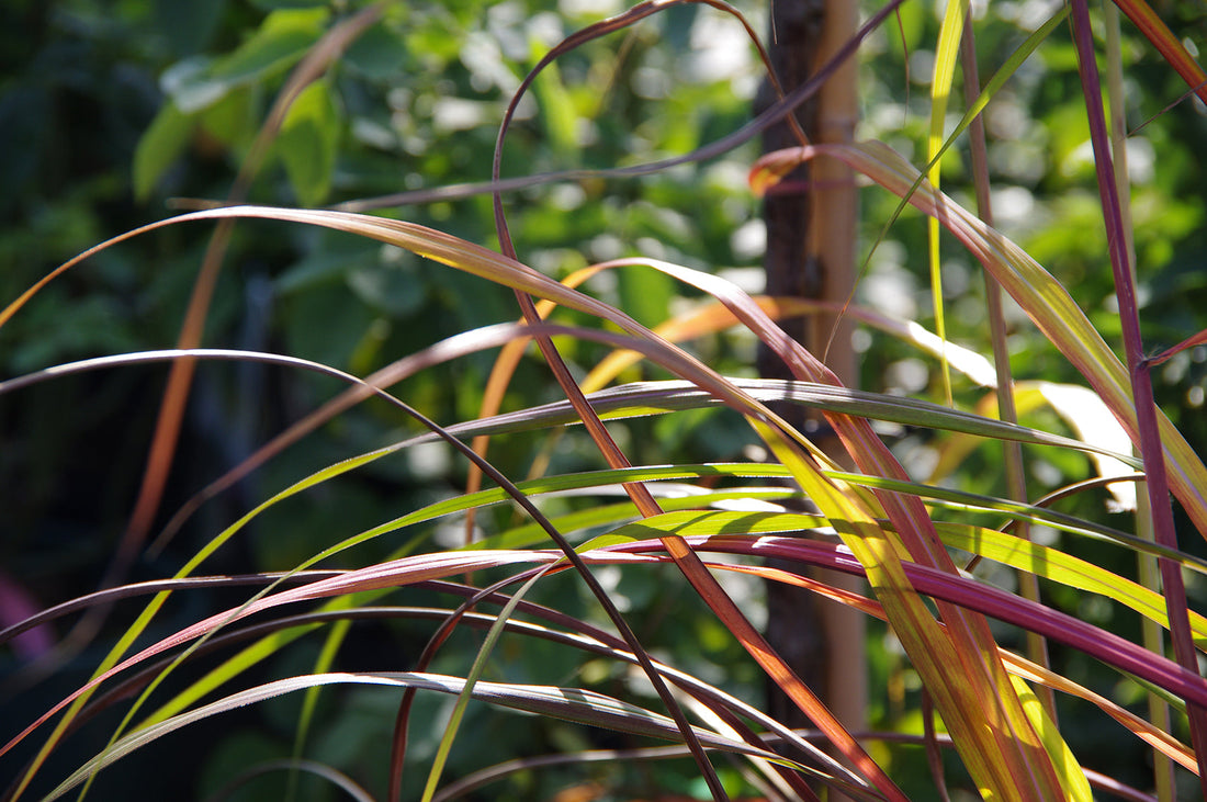 Herbstliche Farbe in höheren Gräsern