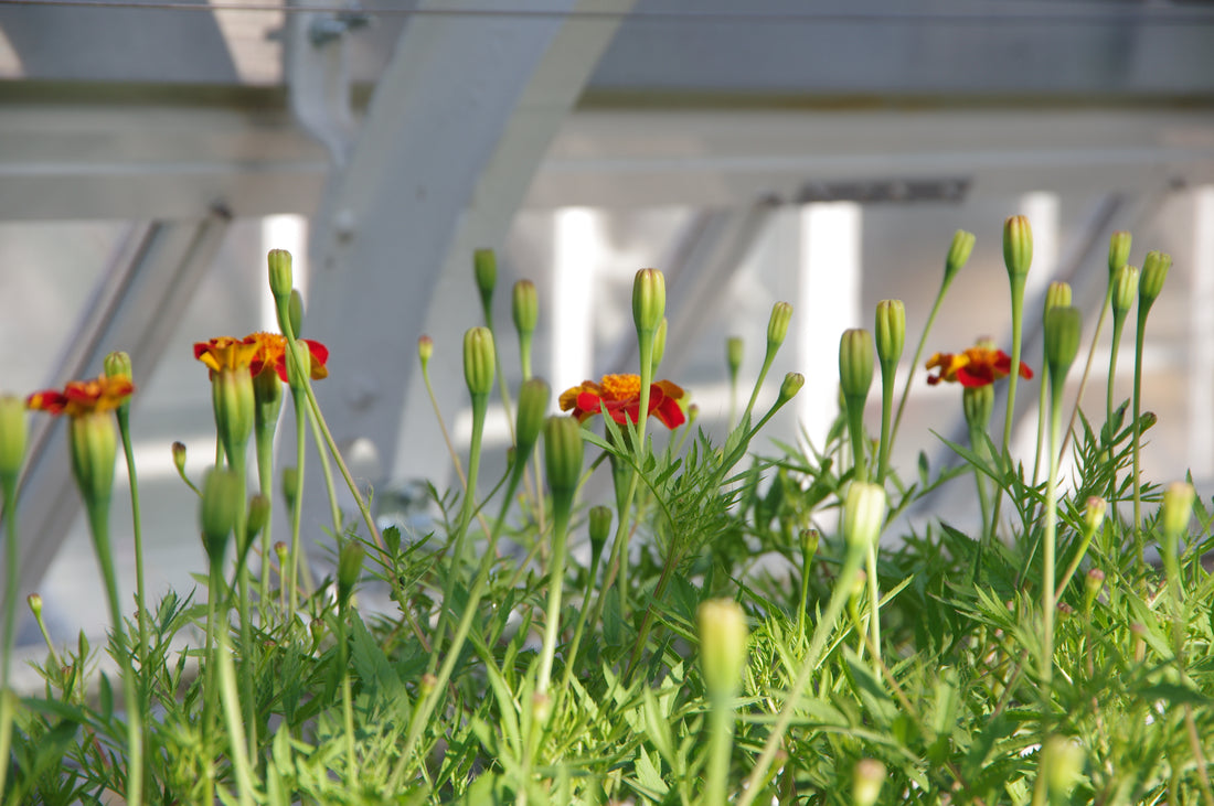 Annuals