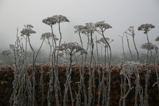 Stauden mit großartiger Winterstruktur