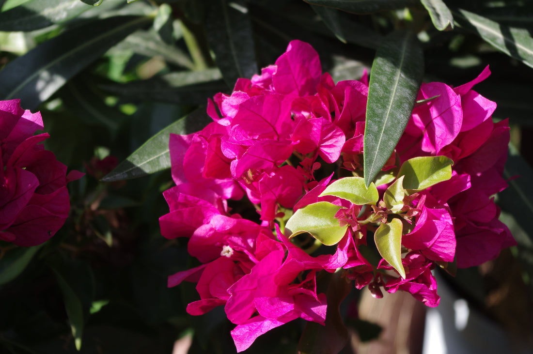 Die farbenfrohe Welt der Bougainvillea