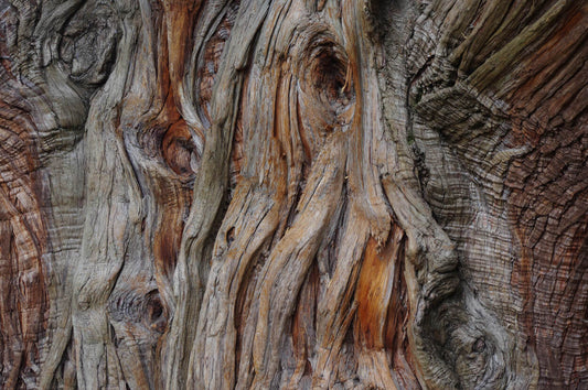 Die Muster der Natur