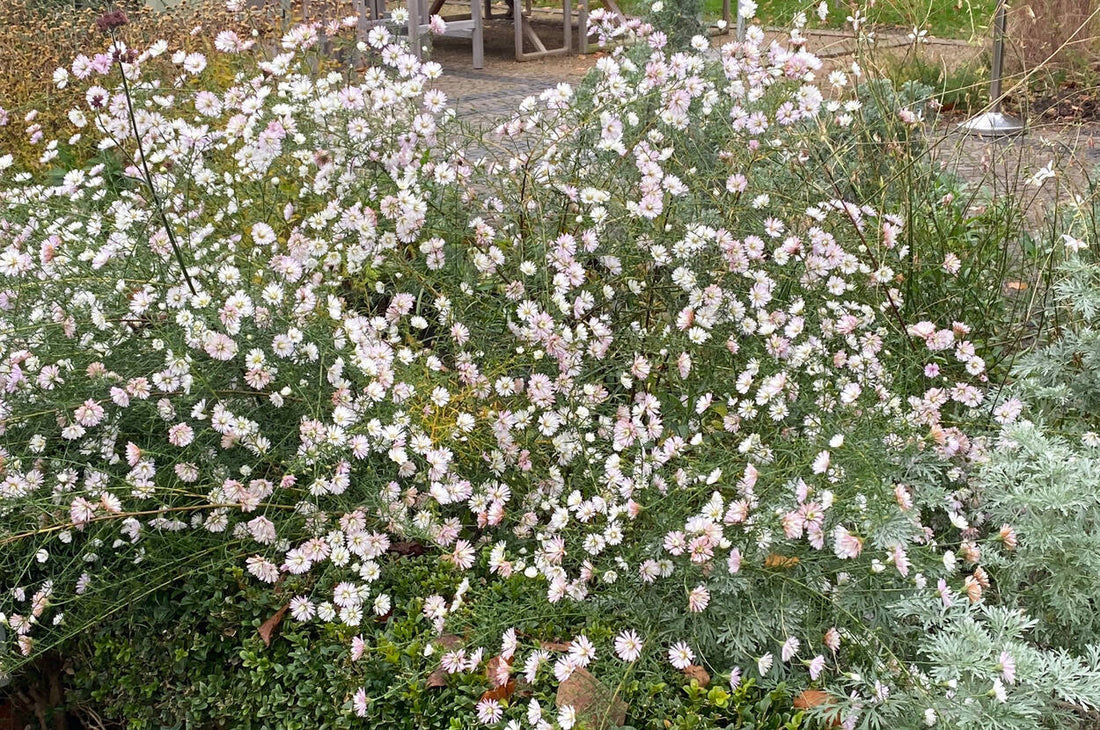 Die letzten Blüten
