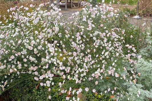 Die letzten Blüten
