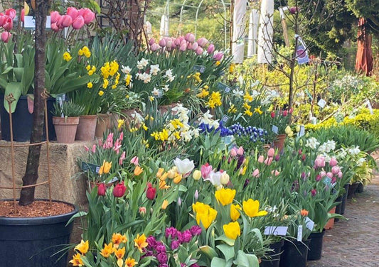 Was im Mai im Garten zu tun und zu beachten ist