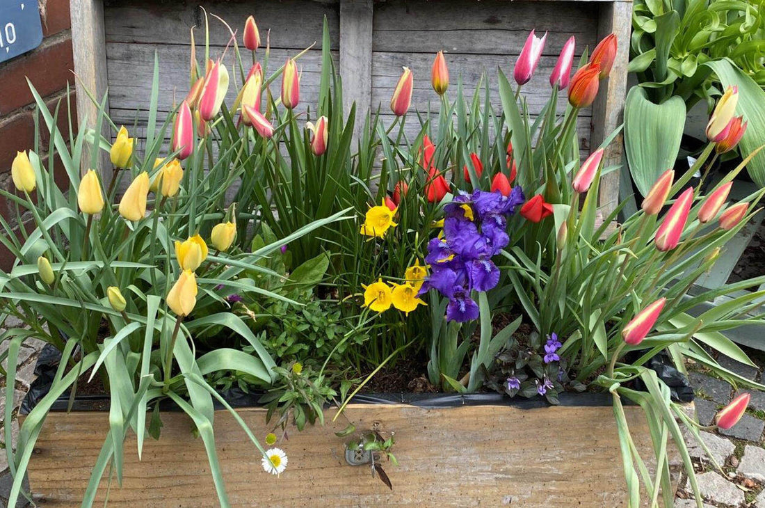 Zwiebelneuheiten