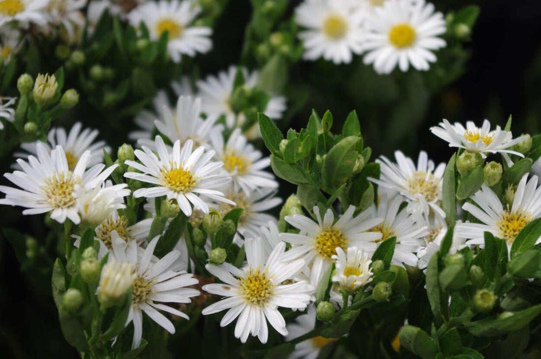Herbstblumen für schattigere Plätze