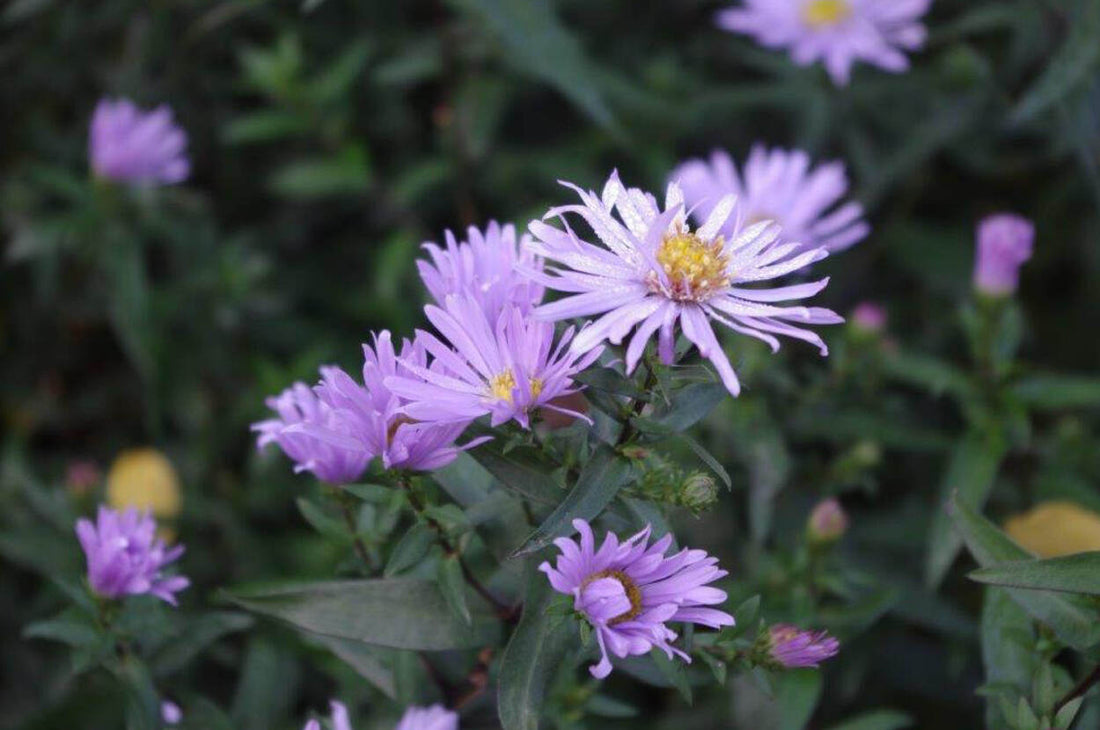 Astern und Chrysanthemen für das sonnige Beet