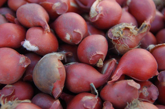 Die Blumenzwiebelsaison beginnt