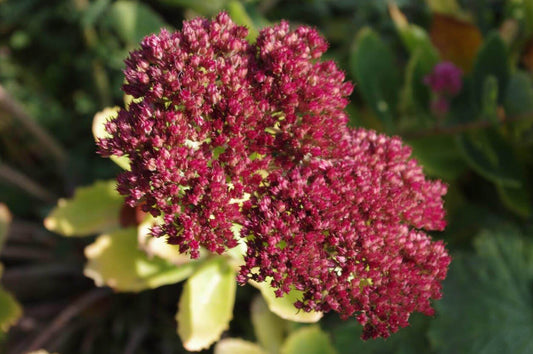 Spätsommer- und Herbstblumen für das sonnige Beet