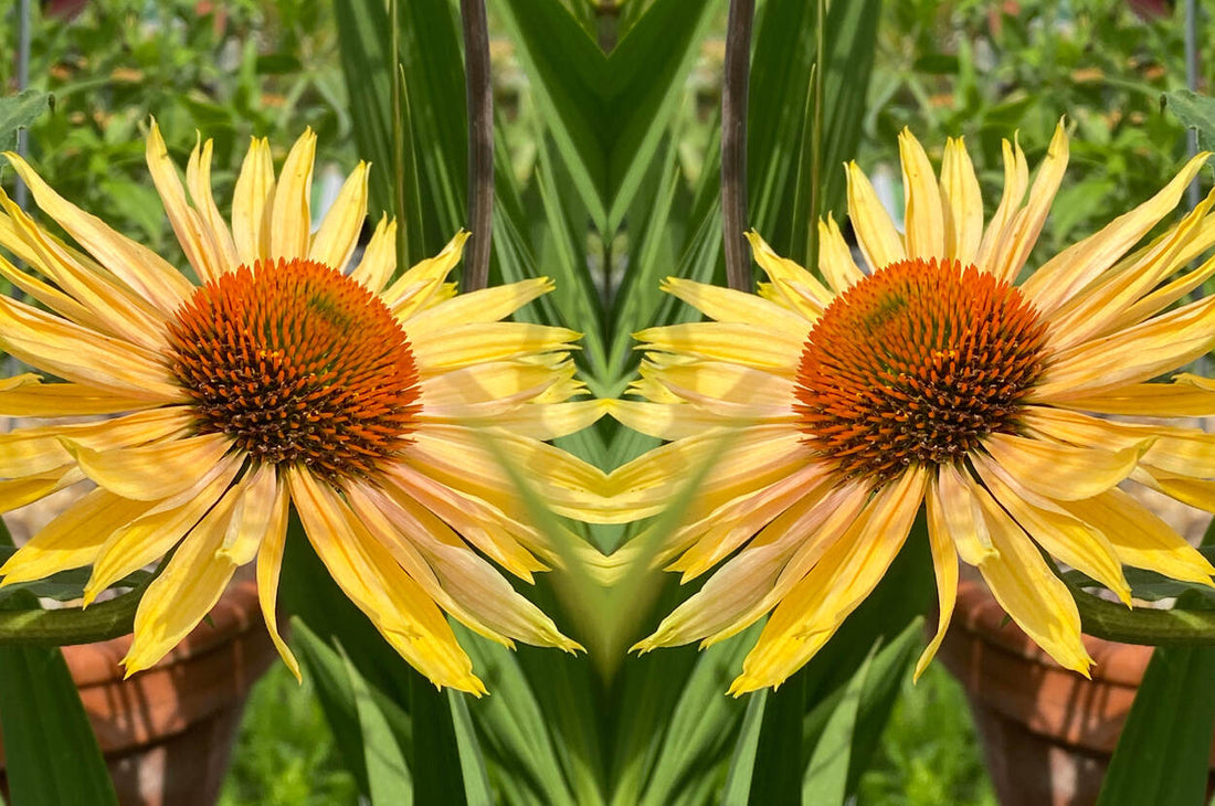 Die Farbe Apricot