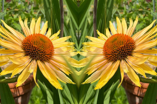 Die Farbe Apricot