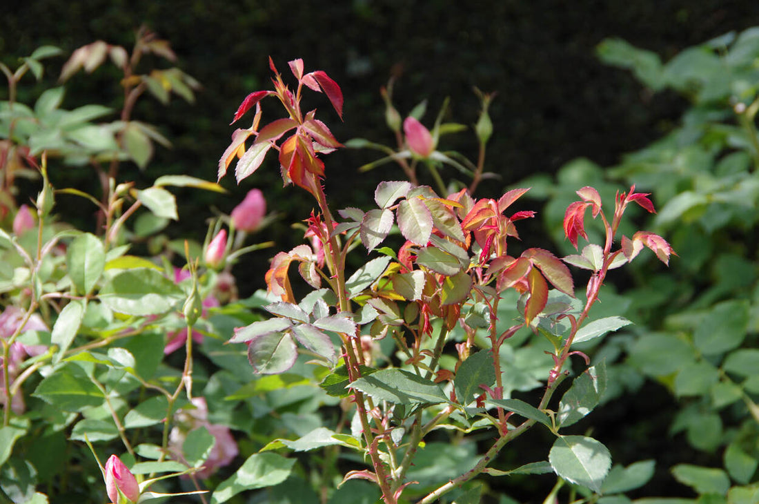 Sommerliche Pflege für Rosen