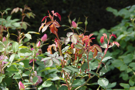 Sommerliche Pflege für Rosen