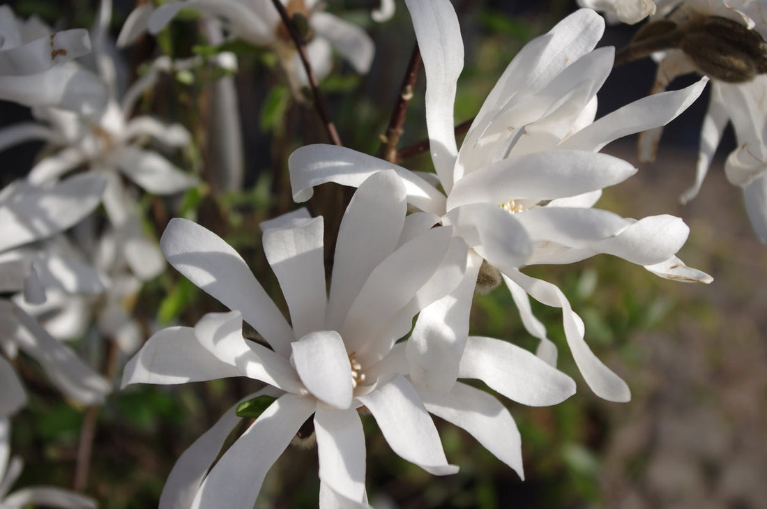 Magnolia stellata