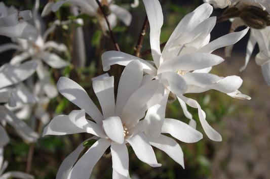 Magnolia stellata