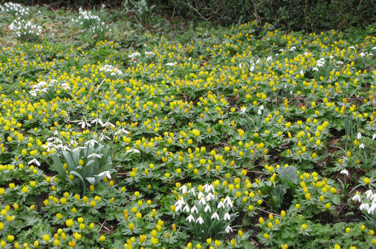 Schneeglöckchen und Vermehrung von Frühzwiebeln
