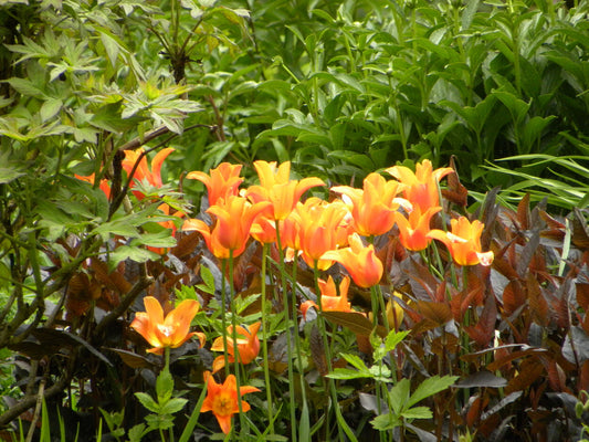 Tulpendisplay