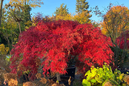 Feuer und Flamme im Garten