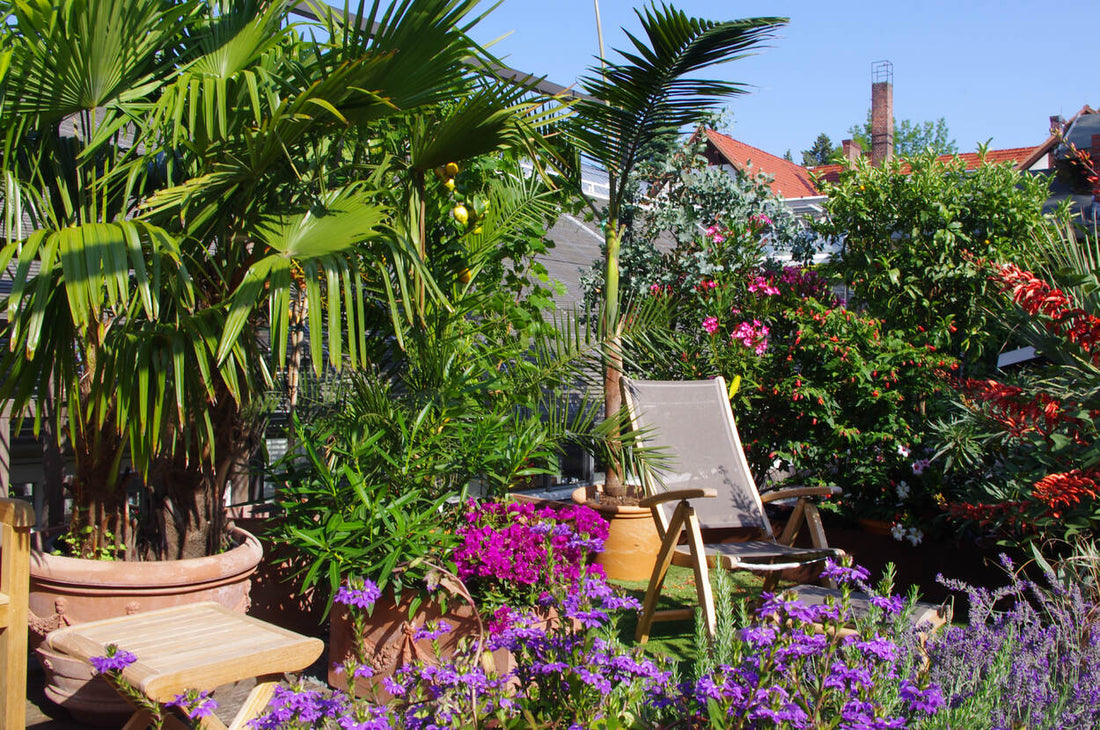 Topfpflanzen richtig gießen