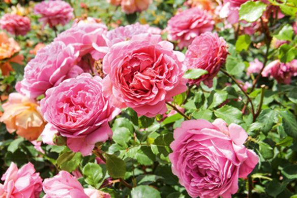 Üppige rosafarbene Rosen und Grünpflanzen füllen die Szene, mit orange-rosafarbenen Blüten im Hintergrund - so präsentiert sich "Gärtnern wie Gott in England | Detaillierte Anleitungen und inspirierende Bilder" vom Callwey Verlag in einem lebendigen englischen Garten.
