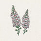 Eine botanische Illustration von zwei hohen, rosafarbenen und weißen Ähren von Antirrhinum majus 'Appleblossom' (Jora Dahl | Löwenmäulchen) mit grünen Blättern vor einem einfarbigen, strukturierten, cremefarbenen Hintergrund.