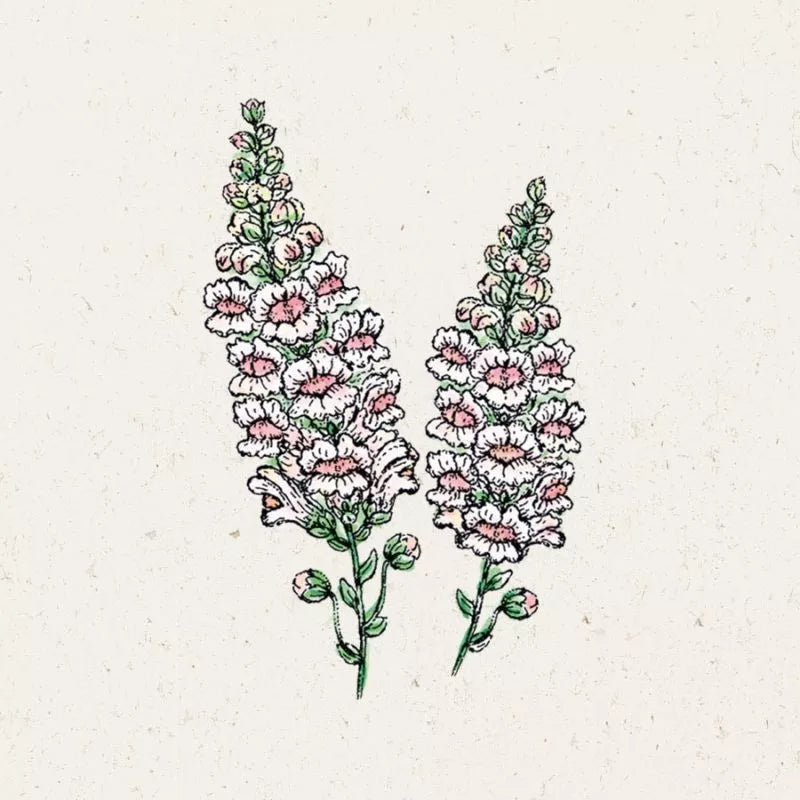 Eine botanische Illustration von zwei hohen, rosafarbenen und weißen Ähren von Antirrhinum majus 'Appleblossom' (Jora Dahl | Löwenmäulchen) mit grünen Blättern vor einem einfarbigen, strukturierten, cremefarbenen Hintergrund.